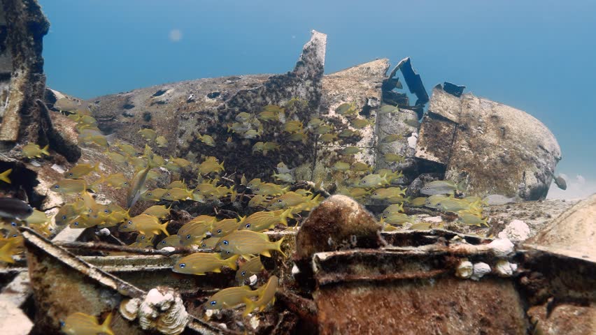 School of yellow French Grunt fish over rusty plane wreckage near The Bahamas.