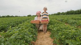 A mother and son are picking strawberries in a field. The woman in a red and white scarf holds a basket of strawberries, and the boy in a striped shirt and baseball cap also holds a basket of - Powered by Shutterstock - Get 15% off with code: PIKWIZARD15