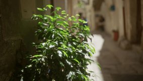 Leafy plant in a sunlit narrow alleyway potted in puglia, italy, casting shadows on old stone walls with blurred background of traditional architecture and a person in the distance. - Powered by Shutterstock - Get 15% off with code: PIKWIZARD15