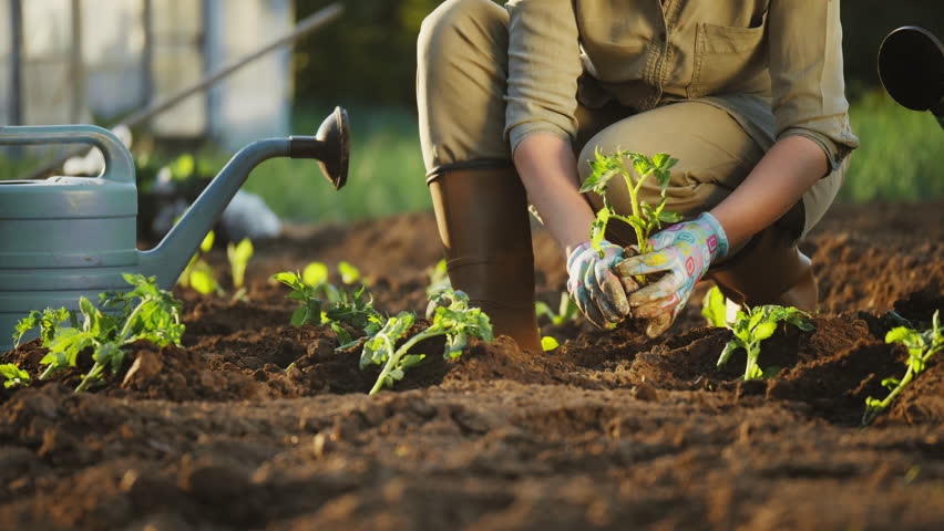 Top view of soil and female hands in gloves, a farmer plants a tomato seedling in the ground