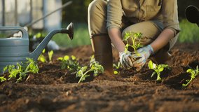 Top view of soil and female hands in gloves, a farmer plants a tomato seedling in the ground - Powered by Shutterstock - Get 15% off with code: PIKWIZARD15