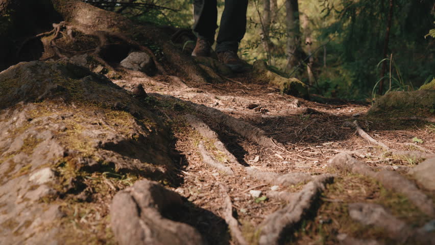 Close up slow motion gimbal shot of male hiker wearing hiking boots walking along path in mountain forest, foot steps among stones covered with moss and spruce tree roots. Man trekking in woodland