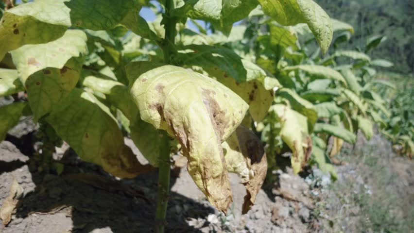 TOBACCO LEAVES TURN YELLOW EATED BY CATERPILLARS