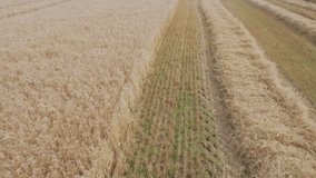 Network of connections and data processing animation over wheat field. Technology, agriculture, farming, digital, futuristic, innovation - Powered by Shutterstock - Get 15% off with code: PIKWIZARD15