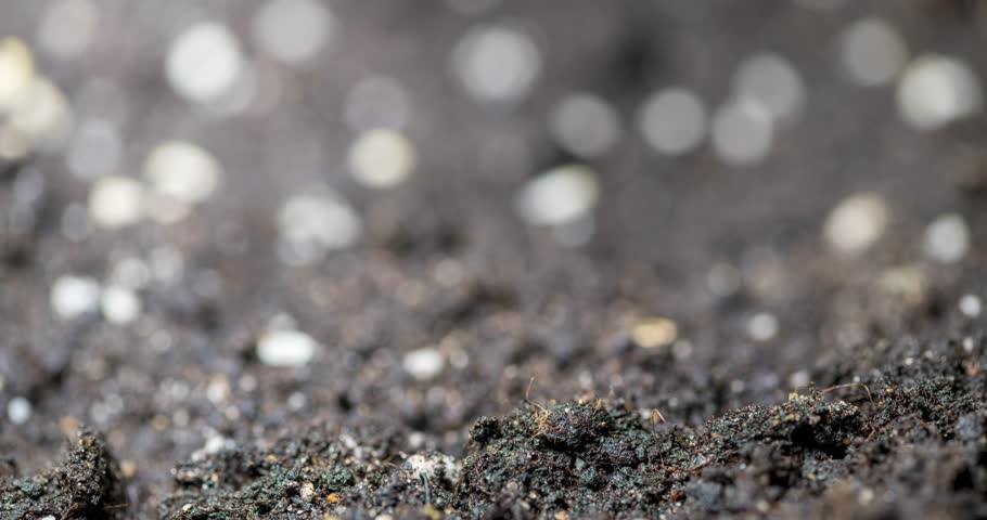 Fresh grass growing macro time-lapse. Closeup of germination and growth of tiny grass cereal crop. Wheat, oats or barley culture. Healthy vegan food concept. Motorised panoramic movement.