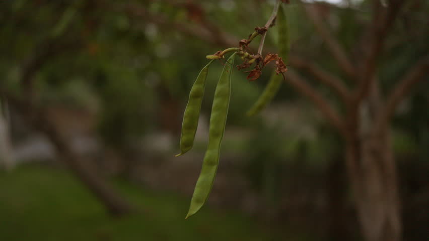 Long green pods of a carob tree, ceratonia siliqua, hanging from a branch in a tranquil outdoor setting in mallorca, with blurred background vegetation