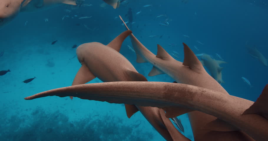 Close up view of sharks with tropical fishes underwater in transparent blue sea. Slow motion with nurse sharks