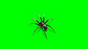 Creepy spider isolated on green screen background. Perfect for Halloween themes. - Powered by Shutterstock - Get 15% off with code: PIKWIZARD15