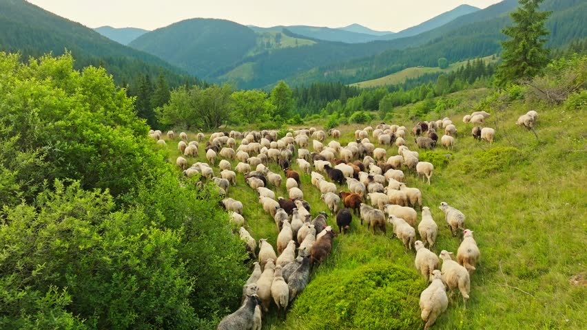 Flock sheep aerial mountains green ram tree forest view