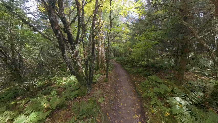 Peaceful Forest in the Smokies in Late Summer