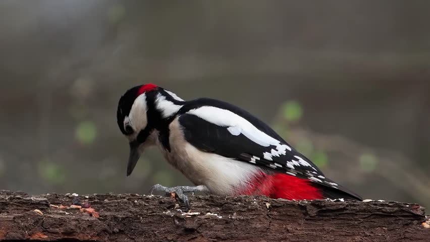 Great Spotted woodpecker searches for food in winter on the bark of a tree slow motion