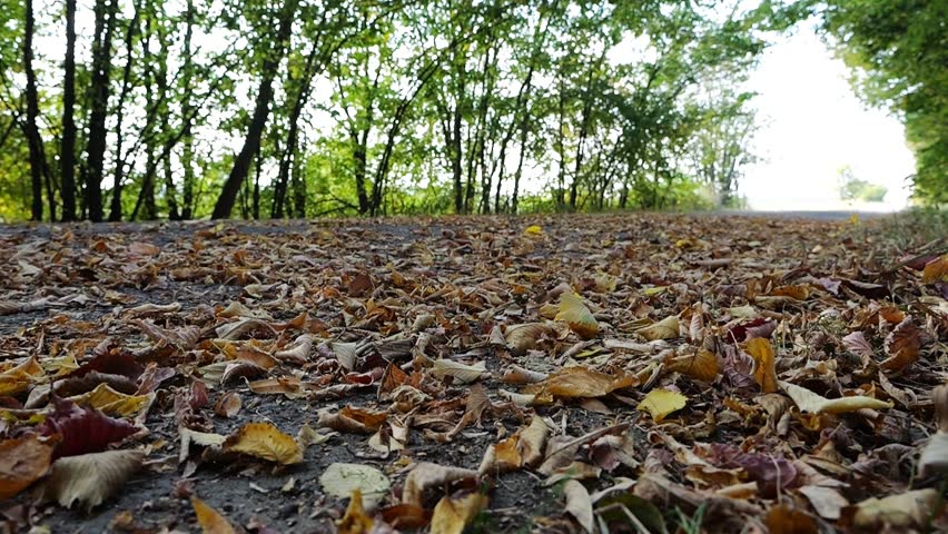 Powerful electrical car crossing through alley. Black electric sedan driving fast along an empty road on yellow leaves. Colorful autumn foliage flying out from under wheel of auto. Low view