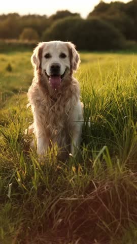 Adorable Golden Retriever Dog Swiftly Running On A Field At Sunset