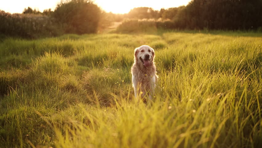 Adorable Golden Retriever Dog Walking On A Field At Sunset And Swiftly Running - Powered by Shutterstock - Get 15% off with code: PIKWIZARD15