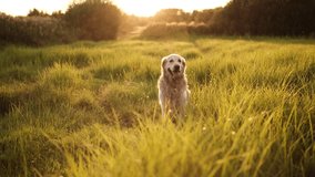 Adorable Golden Retriever Dog Walking On A Field At Sunset And Swiftly Running - Powered by Shutterstock - Get 15% off with code: PIKWIZARD15