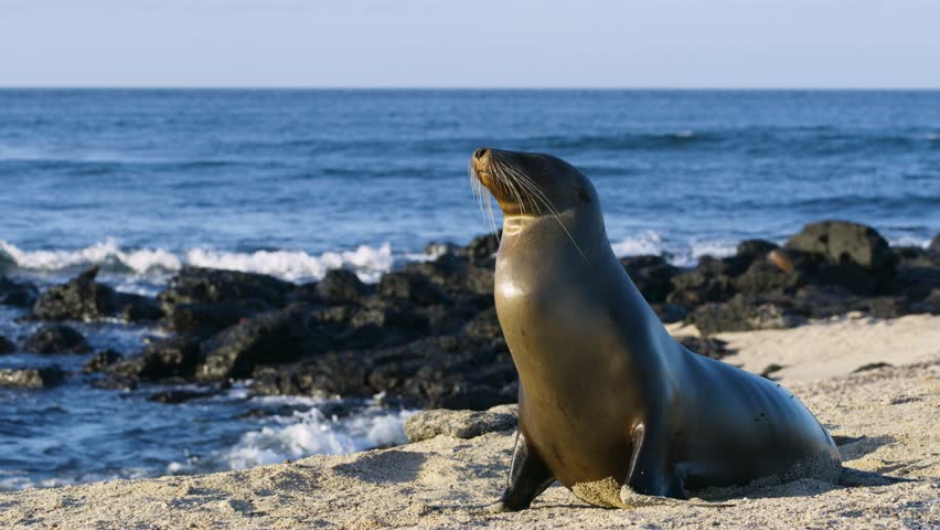Sea Lion and her juvenile crawling on San Cristobal Island