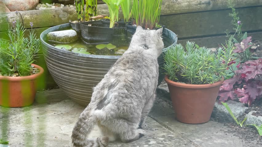 close-up of a beautiful grey striped female British shorthair cat