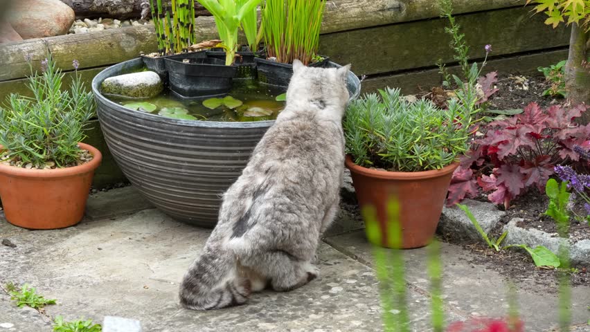 close-up of a beautiful grey striped female British shorthair cat