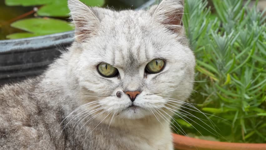 close-up of a beautiful grey striped female British shorthair cat