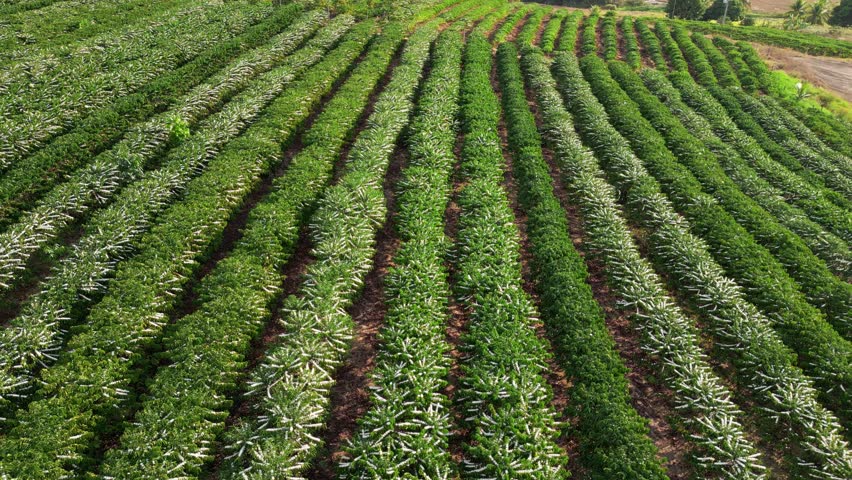 Aerial drone footage over a conilon coffee plantations in the rural area of Aguia Branca, ES, Brazil.