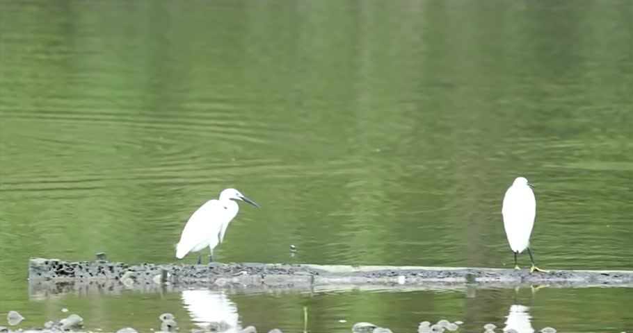 Egrets are a group of wading birds that belong to the family Ardeidae, which also includes herons and bitterns. They are known for their long legs, long necks, and elegant appearance.