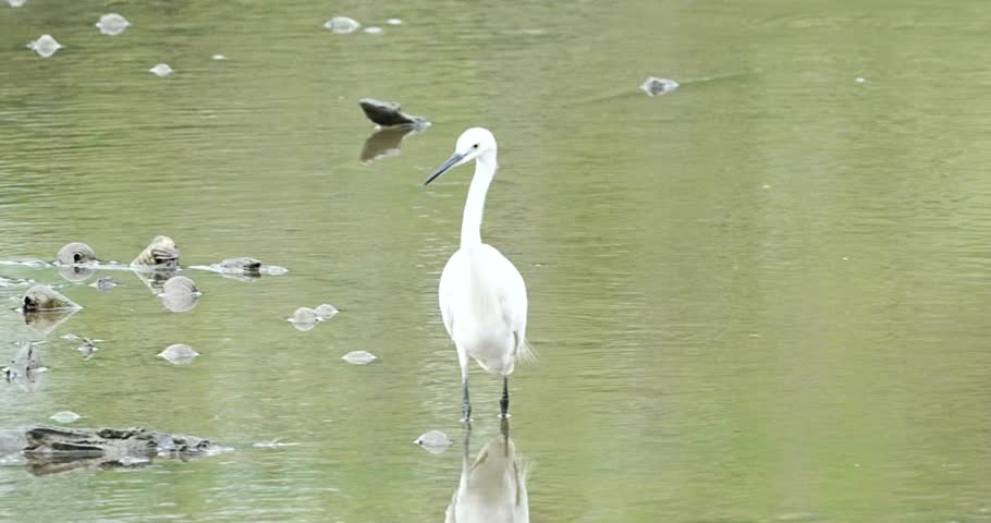 Egrets are a group of wading birds that belong to the family Ardeidae, which also includes herons and bitterns. They are known for their long legs, long necks, and elegant appearance.