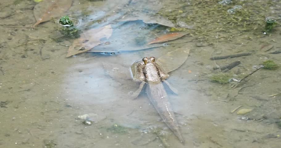 Mudskippers are a unique and fascinating group of fish that belong to the family Gobiidae and the subfamily Oxudercinae. 