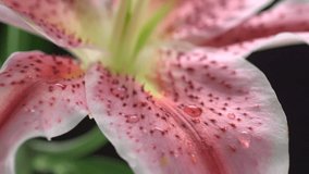 Dew drop on flower lily shooting with high speed camera, phantom flex.
