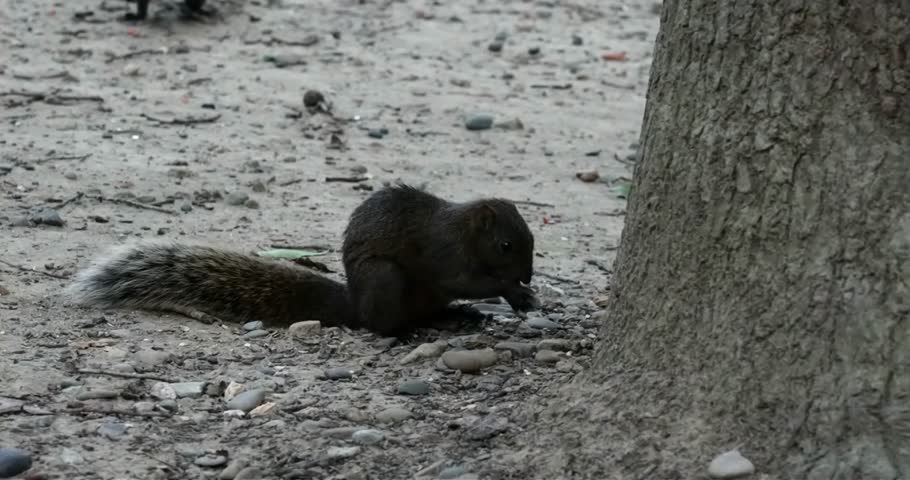 Squirrels are small to medium-sized rodents belonging to the family Sciuridae, which also includes tree squirrels, ground squirrels, chipmunks, marmots, flying squirrels, and prairie dogs.