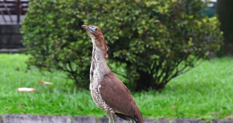 The Black-crowned Night Heron (Nycticorax nycticorax) is a medium-sized heron species known for its striking appearance and primarily nocturnal habits.