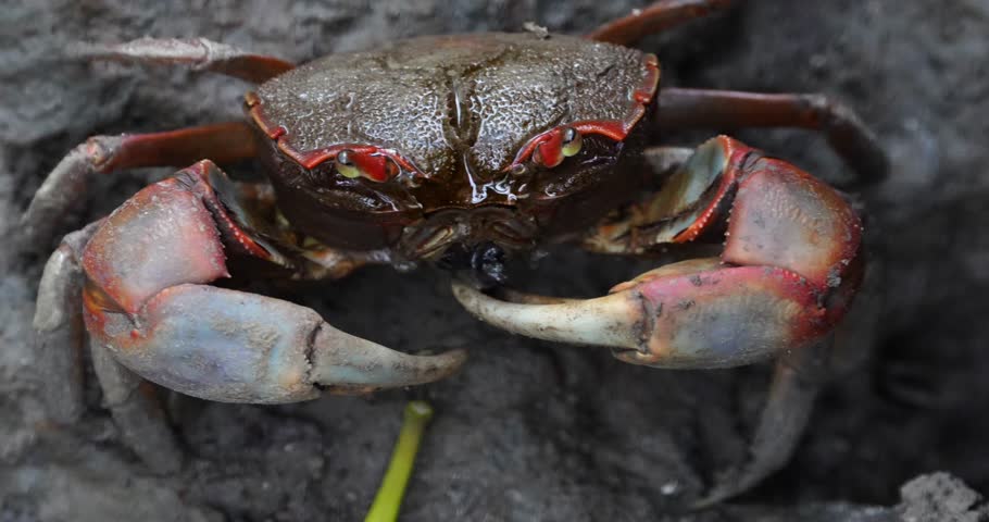 Mud crabs are large crustaceans belonging to the genus Scylla. They are commonly found in estuarine and coastal environments throughout the Indo-Pacific region.