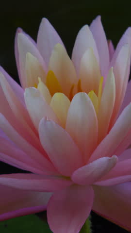Vertical time lapse of pink lotus water lily flower opening, waterlily blooming