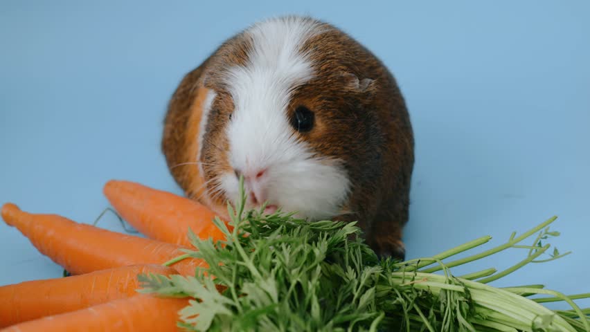 guinea-pig eating fresh carrots on blue background. Pets in studio
