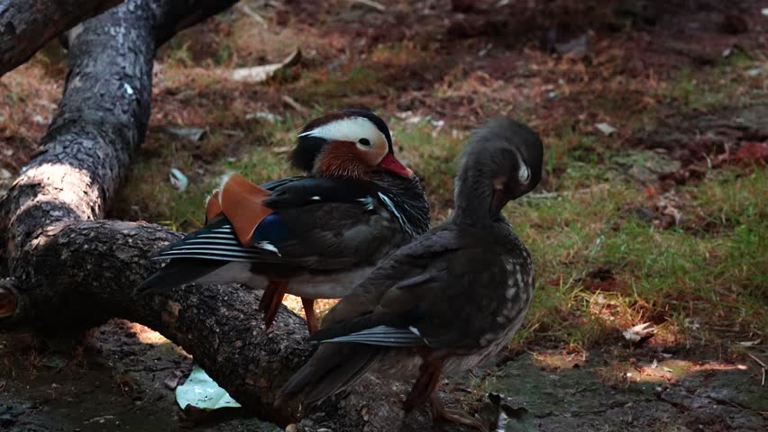 The Mandarin Duck (Aix galericulata) is a strikingly beautiful species of duck native to East Asia.