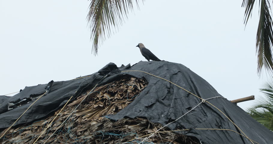 Black Crow on a Hut India