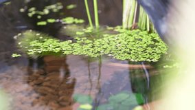 A tank with many medaka swimming - Powered by Shutterstock - Get 15% off with code: PIKWIZARD15