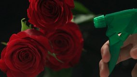Spraying water on flower red rose shooting with high speed camera, phantom flex.