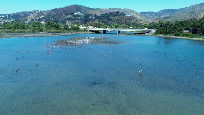 Drone aerial landscape of birds pelicans flying across lagoon river inlet under bridge in Malibu beach coastline with mountains park California USA America travel holidays wildlife