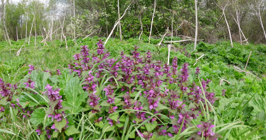Lamium purpureum or purple dead-nettle extensive flowering. Wide-angle video. Medicinal plant. Natural raw material for production of medicines
