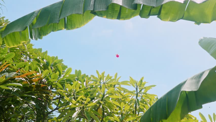 Balinese Kite Flying Among Palm and Banana Trees