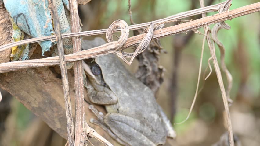 Stony creek frog. Its other names Ranoidea wilcoxii, eastern stony creek frog, tree frog and Wilcox frog. Indian flying frogs. 