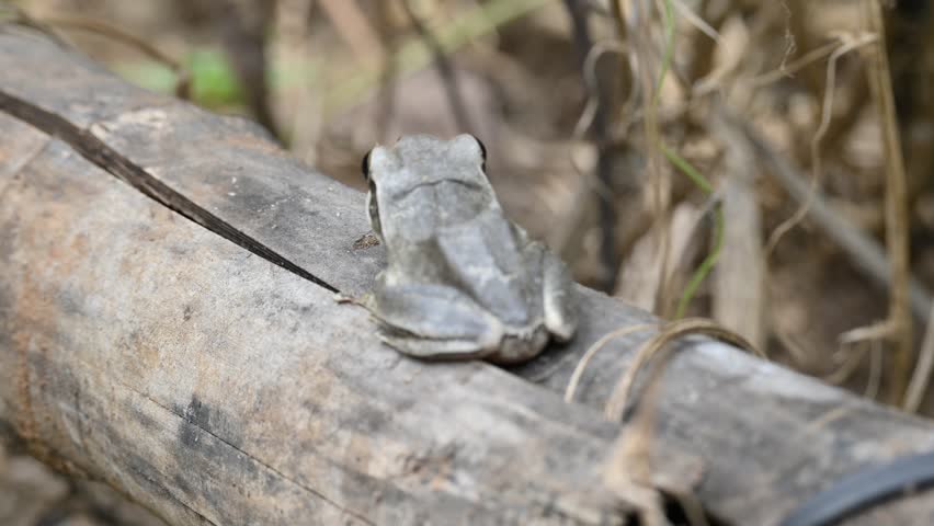 Stony creek frog. Its other names Ranoidea wilcoxii, eastern stony creek frog, tree frog and Wilcox frog. Indian flying frogs. 