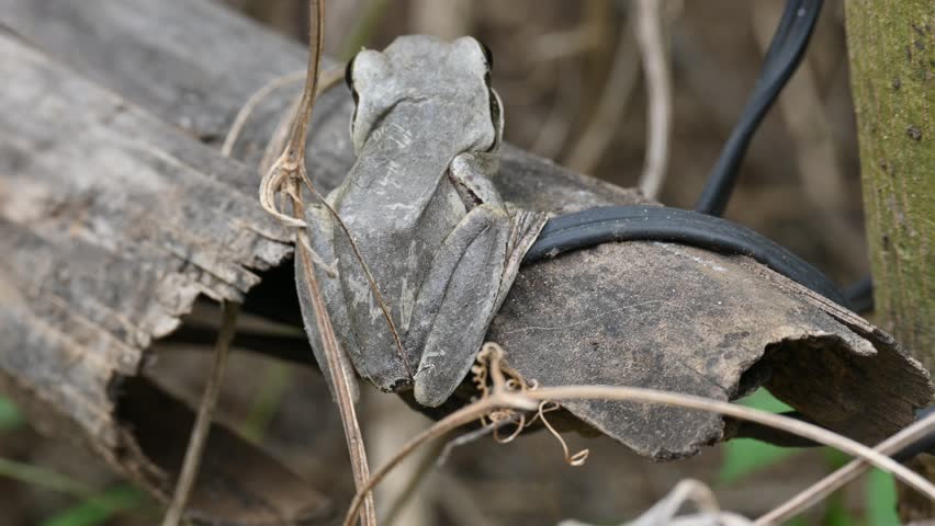 Stony creek frog. Its other names Ranoidea wilcoxii, eastern stony creek frog, tree frog and Wilcox frog. Indian flying frogs. 