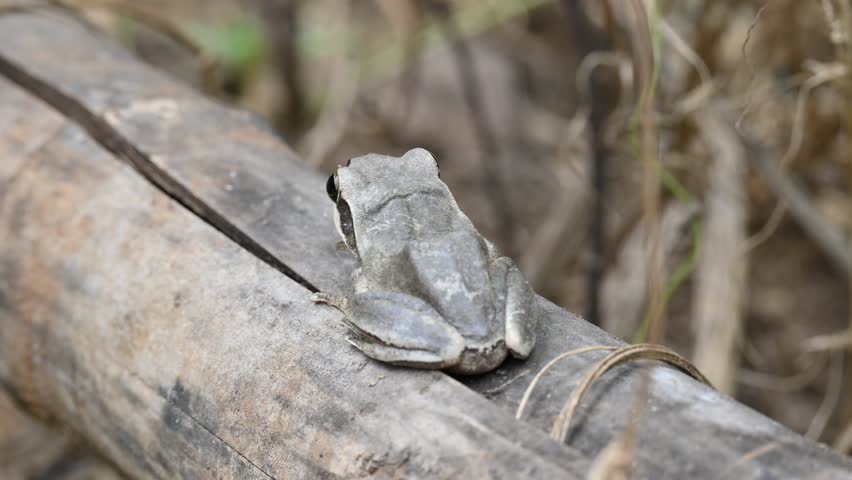 Stony creek frog. Its other names Ranoidea wilcoxii, eastern stony creek frog, tree frog and Wilcox frog. Indian flying frogs. 