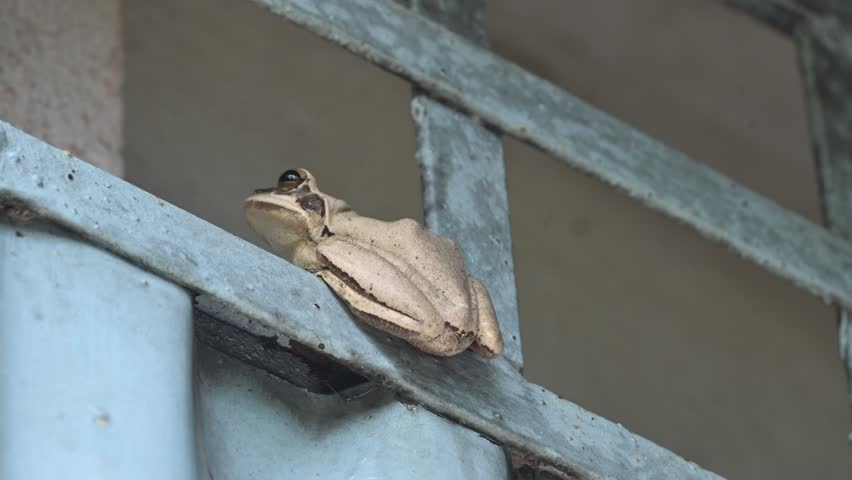 Stony creek frog. Its other names Ranoidea wilcoxii, eastern stony creek frog, tree frog and Wilcox frog. Indian flying frogs. 