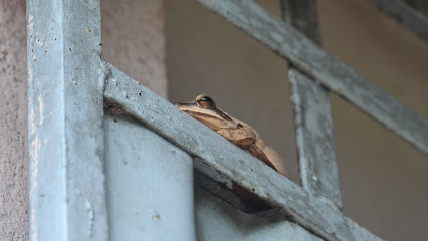 Stony creek frog. Its other names Ranoidea wilcoxii, eastern stony creek frog, tree frog and Wilcox frog. Indian flying frogs. 