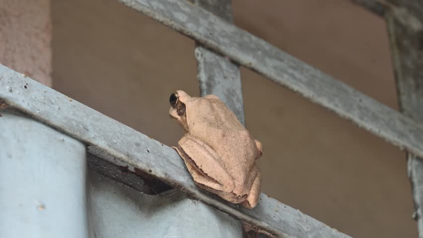 Stony creek frog. Its other names Ranoidea wilcoxii, eastern stony creek frog, tree frog and Wilcox frog. Indian flying frogs. 