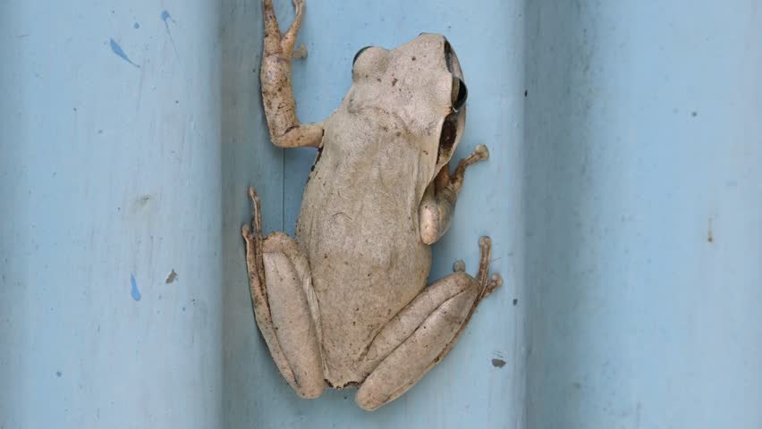 Stony creek frog. Its other names Ranoidea wilcoxii, eastern stony creek frog, tree frog and Wilcox frog. Indian flying frogs. 