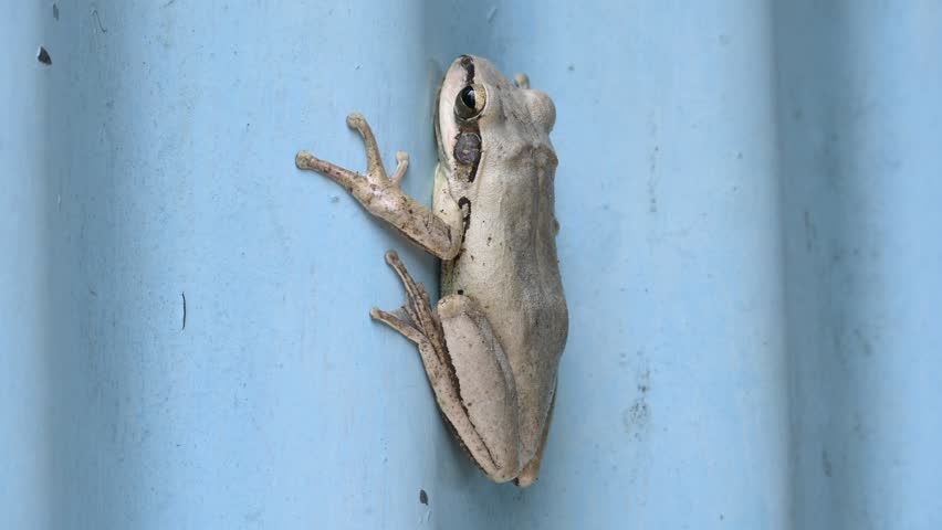 Stony creek frog. Its other names Ranoidea wilcoxii, eastern stony creek frog, tree frog and Wilcox frog. Indian flying frogs. 