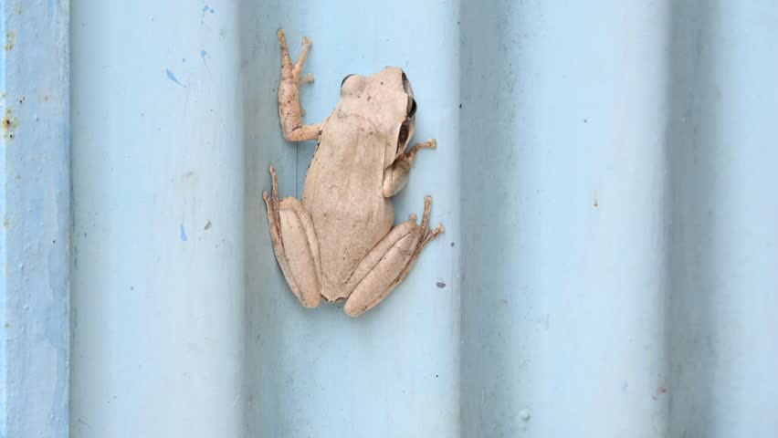 Stony creek frog. Its other names Ranoidea wilcoxii, eastern stony creek frog, tree frog and Wilcox frog. Indian flying frogs. 
